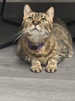 Rescue Domestic Short Hair Cats for Adoption in Fishers, Indiana - Lana (in Foster) | PetCurious