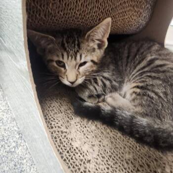 Angus -  Domestic Short Hair Cat for Adoption in Brockton, Massachusetts - Angus | PetCurious