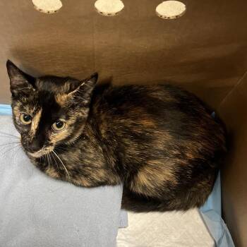 Melody -  Domestic Short Hair Cat for Adoption in Tampa, Florida - Melody | PetCurious