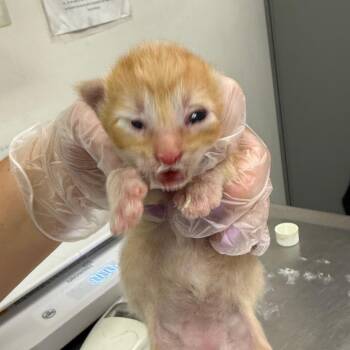 Squidward -  Domestic Medium Hair Cat for Adoption in Charleston, West Virginia - Squidward | PetCurious