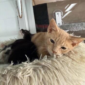 Beckham -  Domestic Short Hair Cat for Adoption in West Point, Mississippi - Beckham | PetCurious
