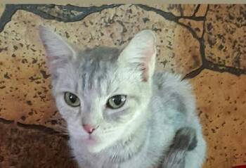 Domestic Short Hair Cats Available for Adoption in South Bend, Indiana - Speedy | PetCurious