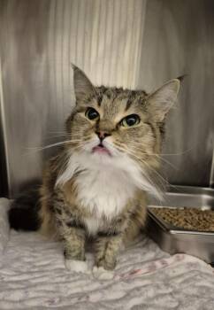 MOCHI -  Domestic Medium Hair Cat for Adoption in Hagerstown, Maryland - MOCHI | PetCurious