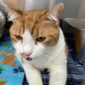 Rescue Domestic Short Hair Cats for Adoption in Roanoke, Virginia - Yella | PetCurious