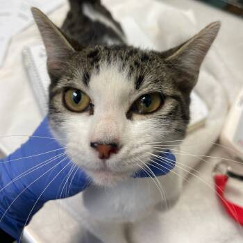 Rescue Domestic Short Hair Cats for Adoption in Charlottesville, Virginia - Lucy Van Pelt | PetCurious