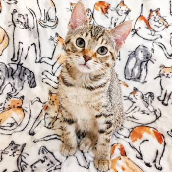 Bona Fide -  Domestic Short Hair Cat for Adoption in Mt. Juliet, Tennessee - Bona Fide | PetCurious