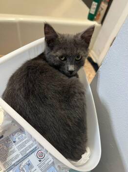 Rescue Domestic Short Hair Cats for Adoption in Manhattan, Kansas - Paprika | PetCurious