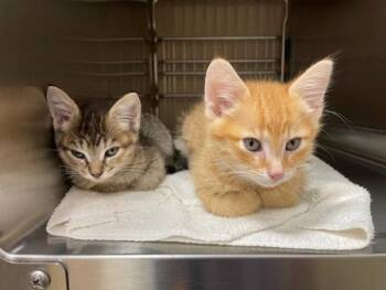Fish Stick -  Domestic Short Hair Cat for Adoption in Vancouver, Washington - Fish Stick | PetCurious