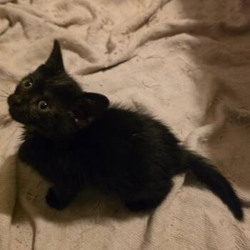 Nebula -  Domestic Short Hair Cat for Adoption in Bloomington, Illinois - Nebula | PetCurious