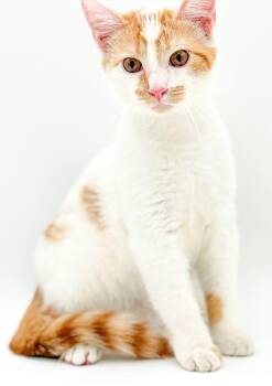 Zack will rock your world - super sweetie -  Turkish Van and Siberian Cat for Adoption in Bedford Hills, New York - Zack Will Rock Your World - Super Sweetie | PetCurious