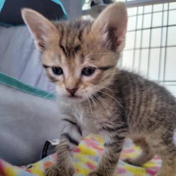 Martini in Street MD -  Domestic Short Hair Cat for Adoption - Martini In Street MD | PetCurious