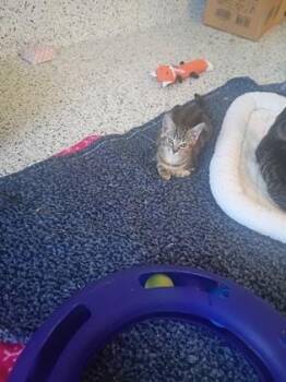 Pearly -  Domestic Short Hair Cat for Adoption in Atlanta, Georgia - Pearly | PetCurious