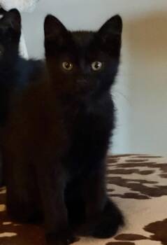 Choco -  Domestic Short Hair Cat Available for Adoption in Snyder, Texas - Choco | PetCurious