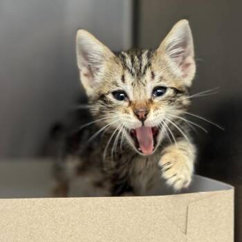 Mr. Sunshine -  Domestic Short Hair Cat for Adoption in San Antonio, Texas - Mr. Sunshine | PetCurious
