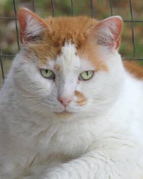 Domestic Short Hair Cats Available for Adoption - Alberto | PetCurious