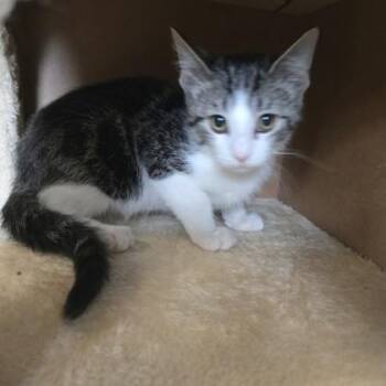 Green Bean -  Domestic Short Hair Cat for Adoption in Janesville, Wisconsin - Green Bean | PetCurious