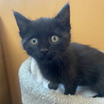 Rescue Domestic Short Hair Cats for Adoption in Wadena, Minnesota - Boo | PetCurious