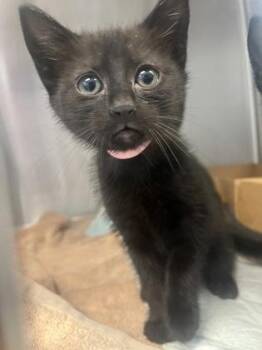 Miny -  Domestic Short Hair Cat for Adoption in Roseville, California - Miny | PetCurious