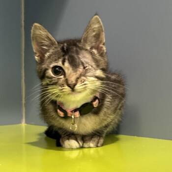 Gazelle -  Domestic Short Hair Cat for Adoption in Cheyenne, Wyoming - Gazelle | PetCurious