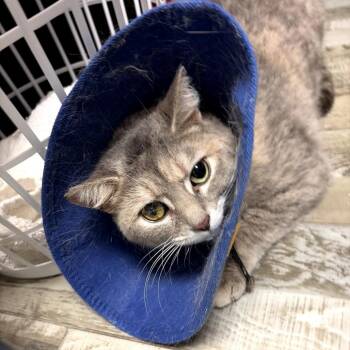 Domestic Short Hair Cats Available for Adoption in Bloomington, Illinois - Jolene | PetCurious