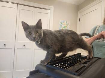 Ally -  Domestic Short Hair and Russian Blue Cat for Adoption in Morgan Hill, California - Ally | PetCurious