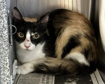 SASHA -  Domestic Medium Hair Cat for Adoption in Olathe, Kansas - SASHA | PetCurious