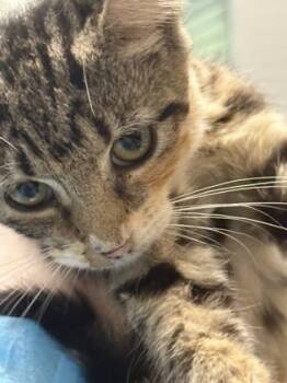 Rescue Domestic Short Hair Cats for Adoption in West Chester, Pennsylvania - Nicole | PetCurious