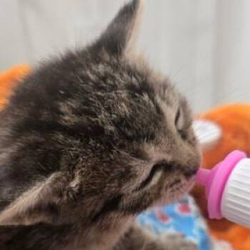 French Toast -  Domestic Short Hair Cat for Adoption in Chattanooga, Tennessee - French Toast | PetCurious