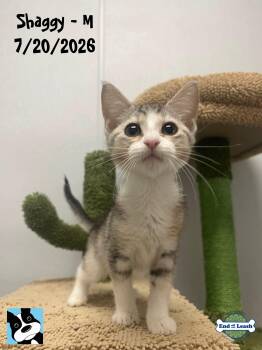 Shaggy - Sweet and affectionate kitten -  Domestic Short Hair Cat for Adoption in Muskego, Wisconsin - Shaggy - Sweet And Affectionate Kitten | PetCurious