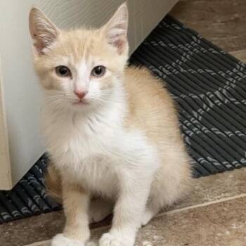 Topper -  Domestic Short Hair Cat for Adoption in Knoxville, Tennessee - Topper | PetCurious