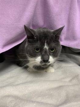 Rescue Domestic Short Hair Cats for Adoption in Montreal, Quebec - Jax | PetCurious