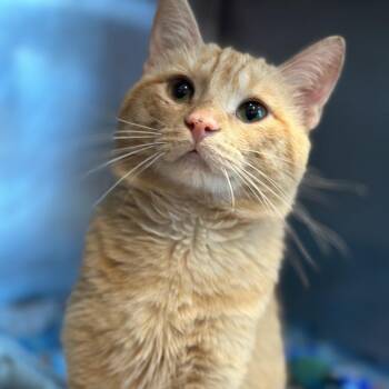 Domestic Medium Hair Cats Available for Adoption in Matteson, Illinois - Fisher | PetCurious