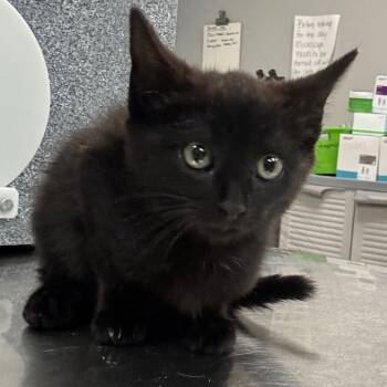 Rescue Domestic Short Hair Cats for Adoption in Vineland, New Jersey - Tom Nook | PetCurious