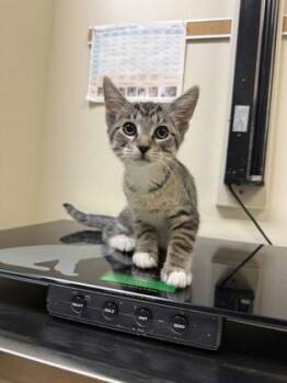 Szechuan -  Domestic Short Hair Cat for Adoption in West Chester, Pennsylvania - Szechuan | PetCurious