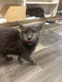 Domestic Short Hair Cats Available for Adoption - Minnow | PetCurious