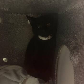 Bagel -  Domestic Short Hair Cat for Adoption in Pasadena, California - Bagel | PetCurious