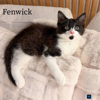 Fenwick -  Domestic Long Hair Cat Available for Adoption in Fort Lauderdale, Florida - Fenwick | PetCurious