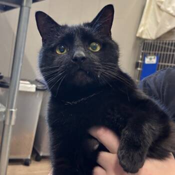 Rescue Domestic Short Hair Cats for Adoption - Mystic | PetCurious