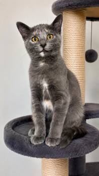 Chili -  Domestic Short Hair Cat for Adoption in Calimesa, California - Chili | PetCurious