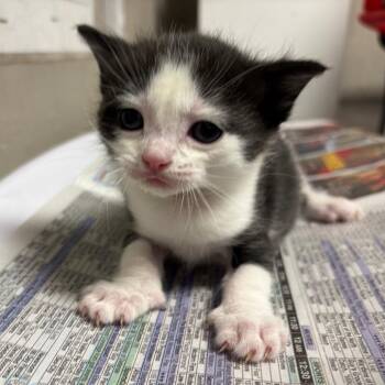 Domestic Short Hair Cats Available for Adoption - Starburst | PetCurious