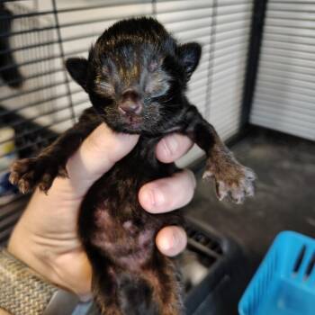 Domestic Short Hair Cats Available for Adoption in Osawatomie, Kansas - Molly | PetCurious