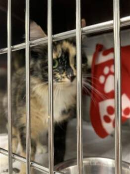 Domestic Short Hair Cats Available for Adoption in Montreal, Quebec - Qamar | PetCurious