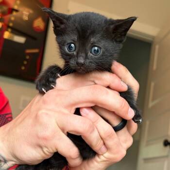 Mango -  Domestic Short Hair Cat for Adoption in Mt. Juliet, Tennessee - Mango | PetCurious