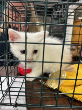 Rescue Exotic Shorthair Cats for Adoption in Hot Springs, Arkansas - Katie | PetCurious