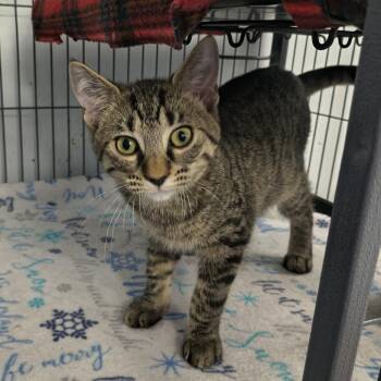 Cheeseburger (26-6534) -  Domestic Short Hair Cat for Adoption in Fort Smith, Arkansas - Cheeseburger (26-6534) | PetCurious