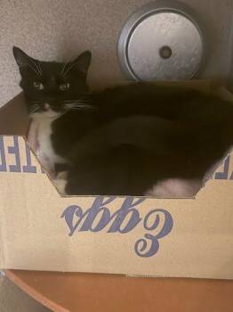 Domestic Short Hair Cats Available for Adoption - Zaza | PetCurious