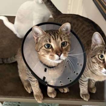 Mellow -  Domestic Short Hair Cat for Adoption in Liverpool, Texas - Mellow | PetCurious