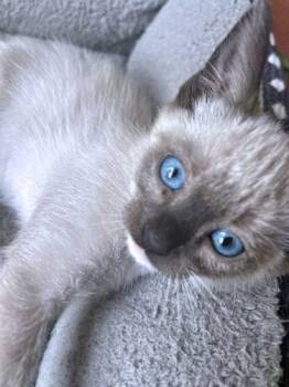 Sushi -  Siamese Cat for Adoption in Rutherfordton, North Carolina - Sushi | PetCurious