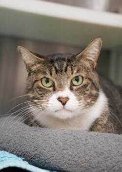 Rescue Domestic Short Hair Cats for Adoption in Aiken, South Carolina - Flapjack 43604 | PetCurious