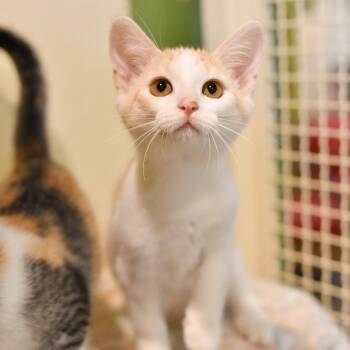 Augustus Gloop -  Domestic Short Hair Cat for Adoption in Kailua-kona, Hawaii - Augustus Gloop | PetCurious